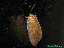 Drepanepteryx_phalaenoides_NND_20210728.thumb.JPG.af9621d8c4c88a5ad5206490cc04d6a4.JPG