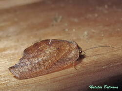 Drepanepteryx_phalaenoides_NND_20210909-2.thumb.JPG.f174c35530cb759d258ec9dff7d4a36e.JPG