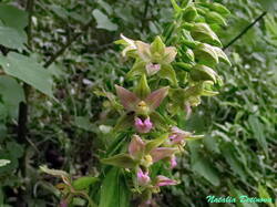 Epipactis_helleborine_NND_20190704.thumb.JPG.1392d405c628e7ac4649d0ac5a3dafc3.JPG