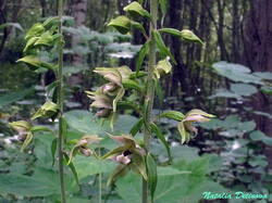 Epipactis_helleborine_NND_20190707-4.thumb.JPG.e5a9227671eb09806daa37216e8fdbbc.JPG