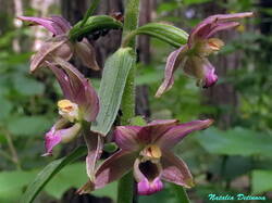 Epipactis_helleborine_NND_20200713-2.thumb.JPG.cb59906a5914c806aeed7b109d41e558.JPG