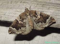 Eulithis_prunata_NND_20220705-1.thumb.JPG.30cdde3ac9dec94984bbdce85e9eeaa6.JPG