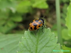 Hippodamia_notata_NND_20210512.thumb.JPG.bf00e29ff996209ebf338d2741475cb6.JPG