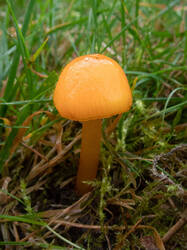 Hygrocybe_chlorophana_MS_20200930_01.thumb.jpg.30ec29e264aefd3741ad166139fe46f0.jpg