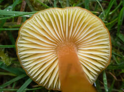 Hygrocybe_chlorophana_MS_20200930_02.thumb.jpg.89e1de68694dc3c972fc4959078dc650.jpg