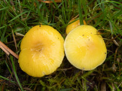 Hygrocybe_chlorophana_MS_20200930_03.thumb.jpg.5f328bf58948fee64b5e16c90e038f6d.jpg