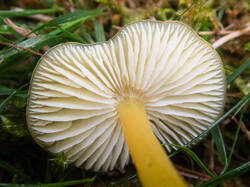 Hygrocybe_chlorophana_MS_20201004_04.thumb.jpg.ce08f7f38bd155b7a38b5c1f1b3114c7.jpg