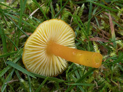 Hygrocybe_chlorophana_MS_20201005_05.thumb.jpg.08777d61b2345a61b8fa1c5b17b31eaa.jpg