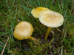 Hygrocybe_chlorophana_MS_20201006_06.thumb.jpg.f39474cb3af7e1fe0c2fb2c8e6b00910.jpg