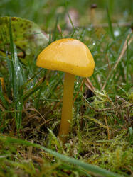 Hygrocybe_chlorophana_MS_20201006_07.thumb.jpg.65ae2aef3a88295fbab296367be65cc2.jpg