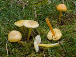 Hygrocybe_chlorophana_MS_20201006_08.thumb.jpg.52fe18d8e0c1764d7bc3f8c4c3f20e80.jpg