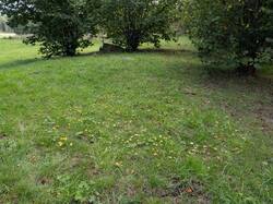 Hygrocybe_chlorophana_MS_20250919_02.thumb.jpg.4aed7290280b88132d34f88f5f0b38a4.jpg