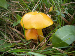 Hygrocybe_chlorophana_MS_20250919_09.thumb.jpg.cbfff62d0575b1a3fd91b329b642ec60.jpg