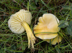 Hygrocybe_chlorophana_MS_20251010_12.thumb.jpg.078d4b640d8fe760c31df5dd358135a8.jpg