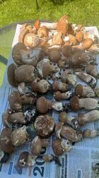 IMG-20260719-WA0000.jpg