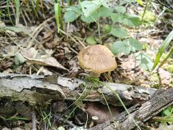IMG20260630145550.thumb.jpg.1a03d52ef32443ccdb867b9b05f435f1.jpg