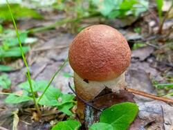IMG20260710113148.thumb.jpg.bbdc0e795fc81d2ff5f84d2ce94f86b4.jpg