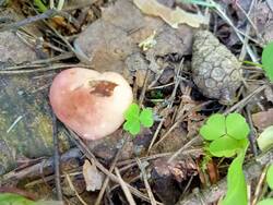 IMG20260717111303.thumb.jpg.a96c3f95ba0b7a31589263577fbb30c6.jpg
