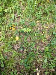 IMG20260718135036.thumb.jpg.dab3513e4bffe0f30ac24f6a3f655fc6.jpg