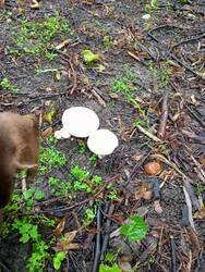 IMG20260726102923.thumb.jpg.a23f527d820626d959f0ffb2e19e4369.jpg