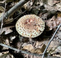 IMG_0562.jpeg