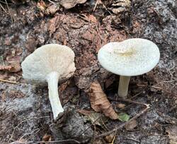 IMG_0564.jpeg