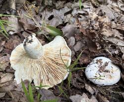 IMG_0566.jpeg