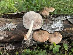 IMG_0579.jpeg