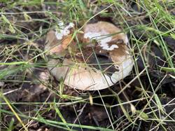 IMG_0610.jpeg