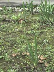 IMG_0635.jpeg