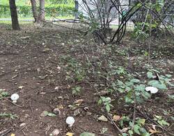 IMG_0636.jpeg
