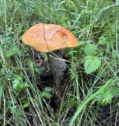 IMG_0666.jpeg