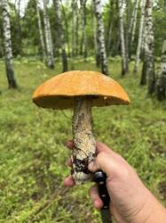 IMG_0667.jpeg