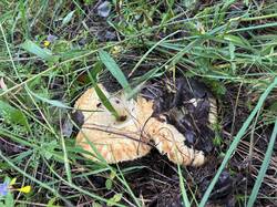 IMG_0669.jpeg