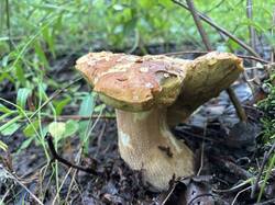 IMG_0671.jpeg