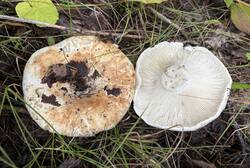 IMG_0685.jpeg