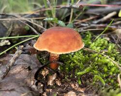 IMG_0687.jpeg