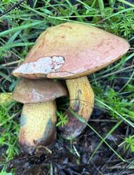 IMG_0695.jpeg