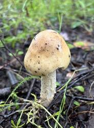 IMG_0696.jpeg