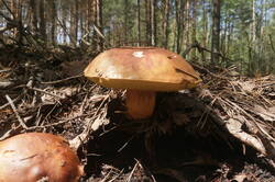 IMG_1663.JPG
