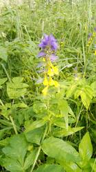 IMG_20260626_065352.jpg