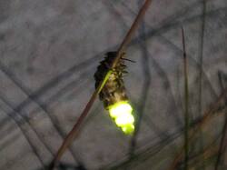 IMG_20260628_001059.thumb.jpg.eabab6d574724b50c899673f8ee05db0.jpg