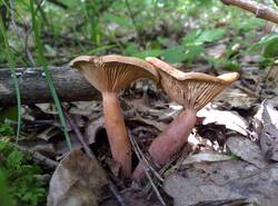 IMG_20260628_102920_gcam_3.2.thumb.jpg.4a1307eeb065c182109301c5425570c7.jpg