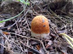 IMG_20260628_110214_gcam_3.2.thumb.jpg.929267d1bfcc1fb1ab92ecc0cd71506c.jpg