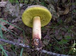 IMG_20260628_111600_gcam_3.2.thumb.jpg.b2700eda32d9d0eac9b47743b50f13bc.jpg