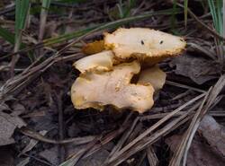 IMG_20260628_132456_gcam_3.2.thumb.jpg.4ca19433a633af299f08781919edb096.jpg
