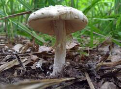 IMG_20260628_133110_gcam_3.2.thumb.jpg.e6d6e60a644d9824b041c27930f224c7.jpg