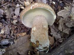 IMG_20260628_172958_gcam_3.2.thumb.jpg.a49d9b0b28651f5ce42bbf6e69c292f8.jpg