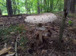 IMG_20260628_183644_gcam_3.2.thumb.jpg.ceb52d25def72a4bf2c5bd12b5fa03e9.jpg
