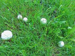 IMG_20260629_182902_097.thumb.jpg.48a620f381b248ce3f173bbaec0a2fda.jpg